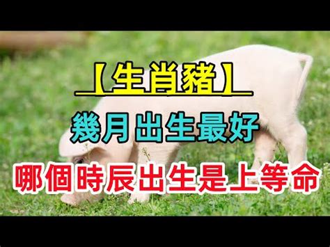 豬年出世|【豬年2019】回顧上一個豬年的他們 今個豬年他/她的生命轉軌跡